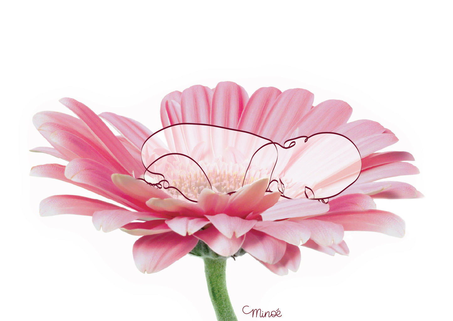 Carte à planter : Baby bloom