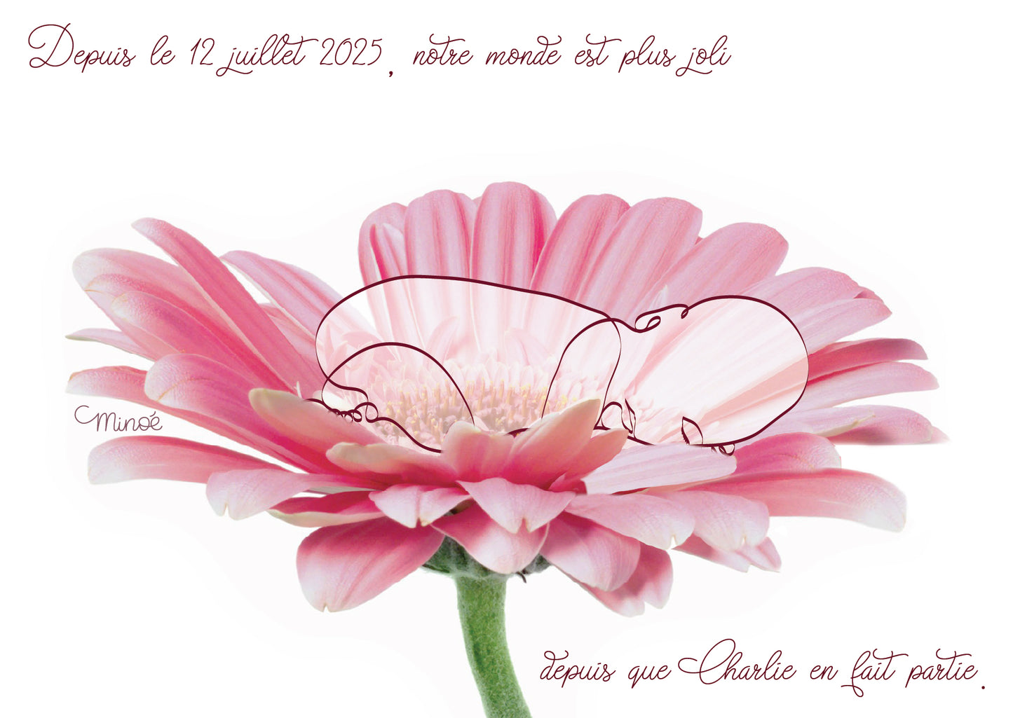 Faire part de naissance sur carte ensemencée ( lot de 10 )